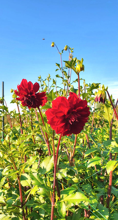 Hart van Wierden foto augustus Dahlias klein.jpg